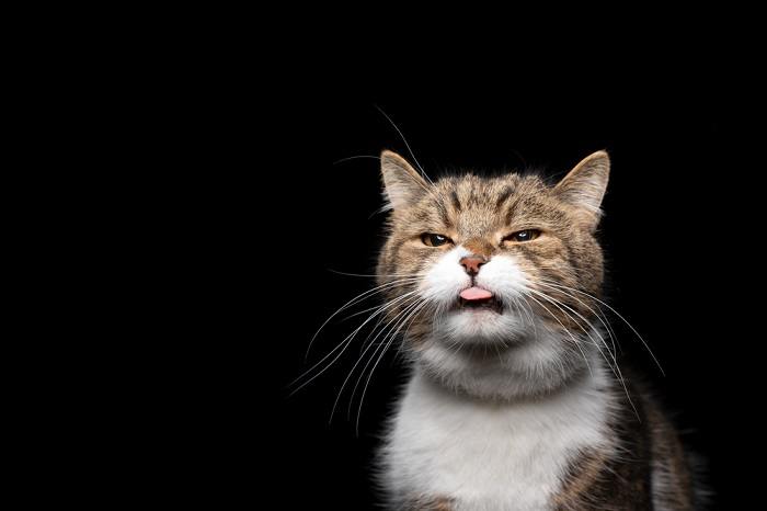 Image illustrant un chat avec une bouche douloureuse, soulignant l’inconfort potentiel et les problèmes de santé qui peuvent survenir en raison de problèmes bucco-dentaires.