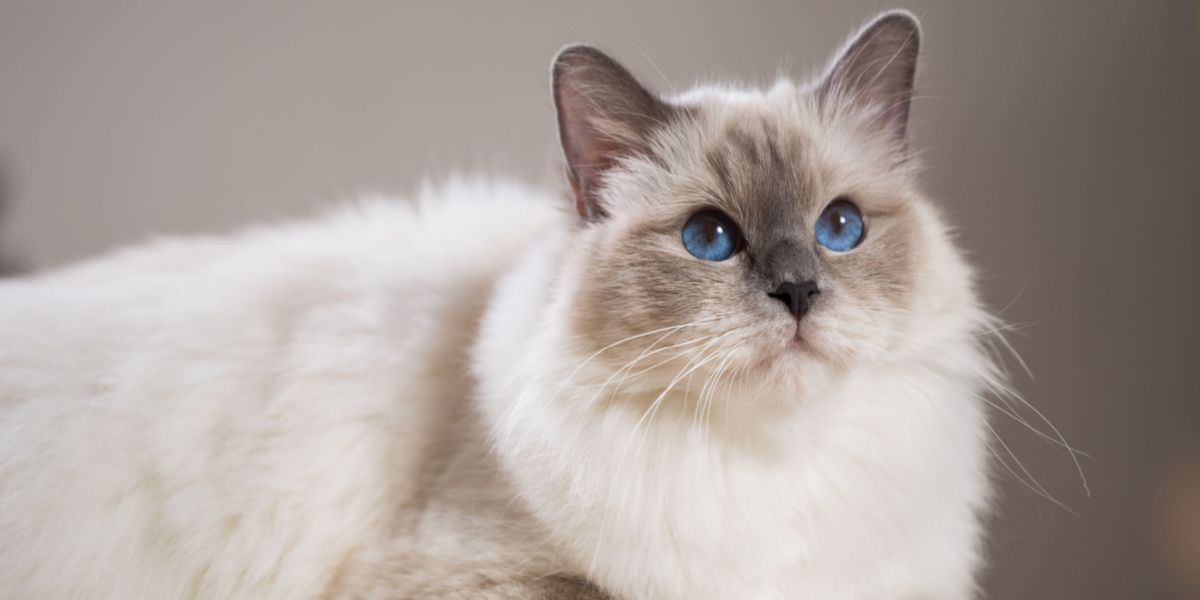 Beau chat mettant en valeur sa présence captivante et élégante