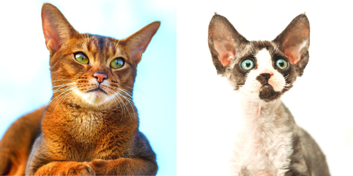 Image d'un chat aux grandes oreilles, mettant en valeur sa caractéristique distinctive et charmante dans une scène engageante et captivante.