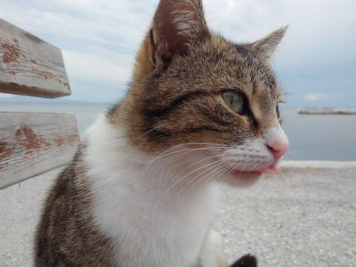 Image attachante d'un chat avec une pose ludique de « blep », la langue adorablement tirée, capturant un moment fantaisiste et mignon.