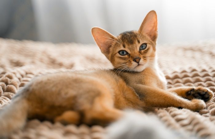 Magnifique chat brun, affichant sa couleur de pelage unique et ses traits frappants.