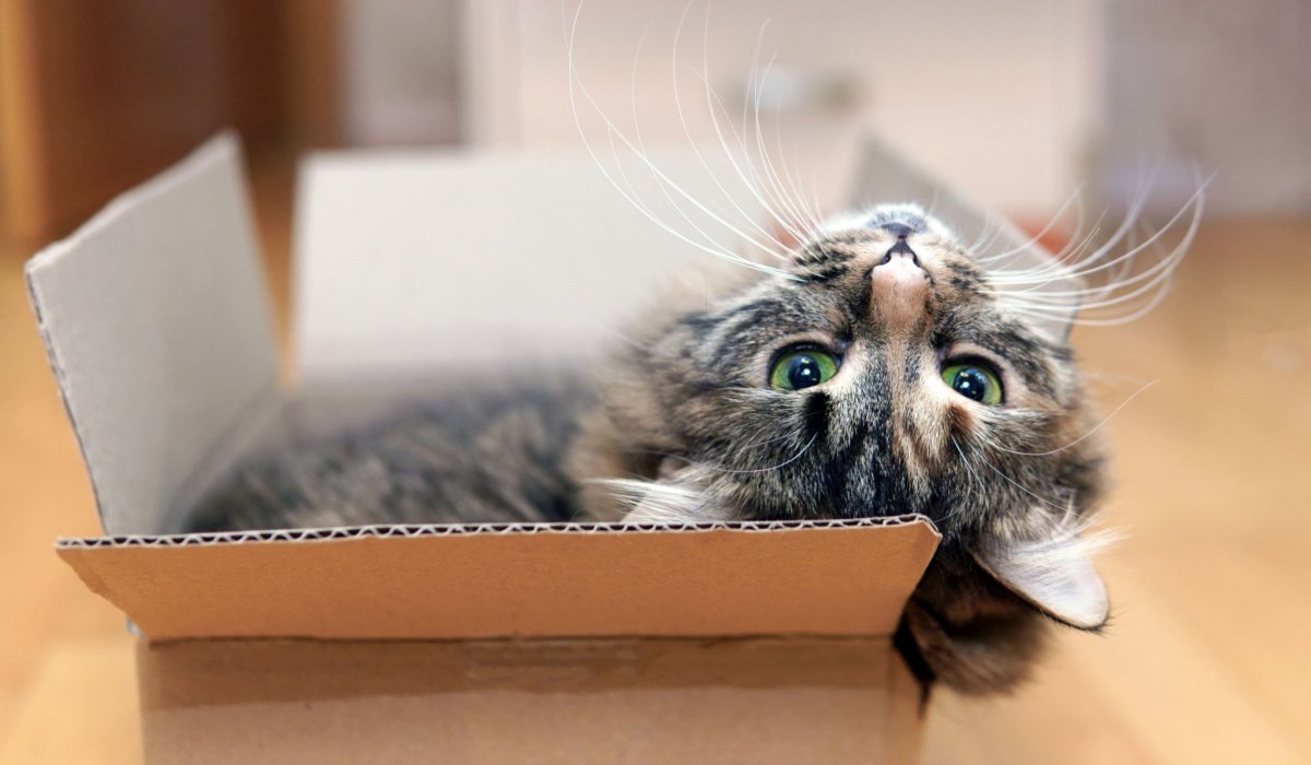 Image capturant un chat jouant joyeusement avec une boîte en carton, démontrant son enthousiasme pour les formes de divertissement simples et créatives.