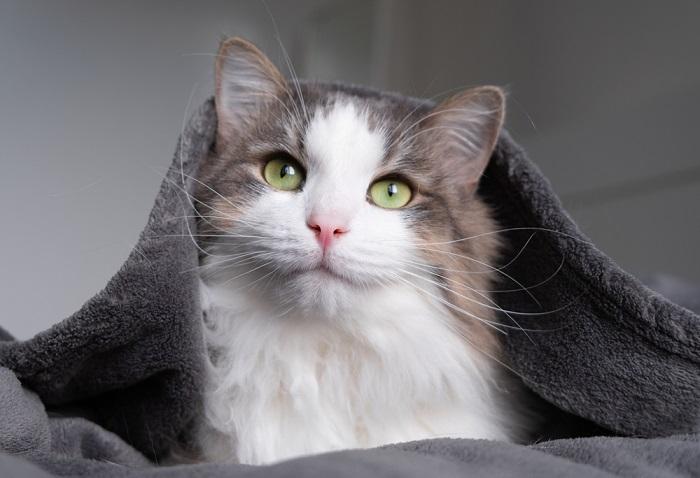 Vue agréable d'un chat dormant paisiblement sous une couverture, rayonnant de chaleur et de confort dans un sommeil serein.