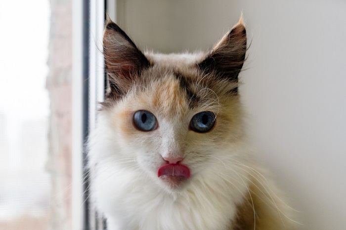 Image d'un chat pris dans un charmant moment de « blep », la langue tirée de manière enjouée, ajoutant une touche de gentillesse à son expression.