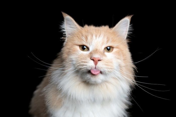 Image captivante d'un chat en pose « blep », avec sa langue sortie de manière attachante, mettant en valeur un comportement félin délicieux et original.