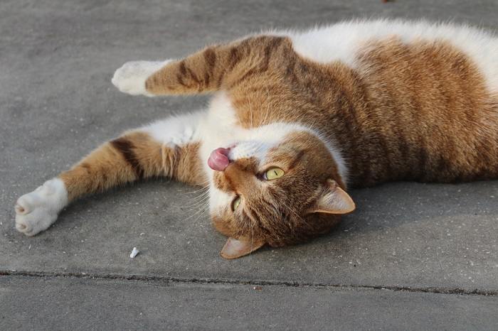 Pourquoi les chats émettent-ils des bips lorsqu'ils dorment ?