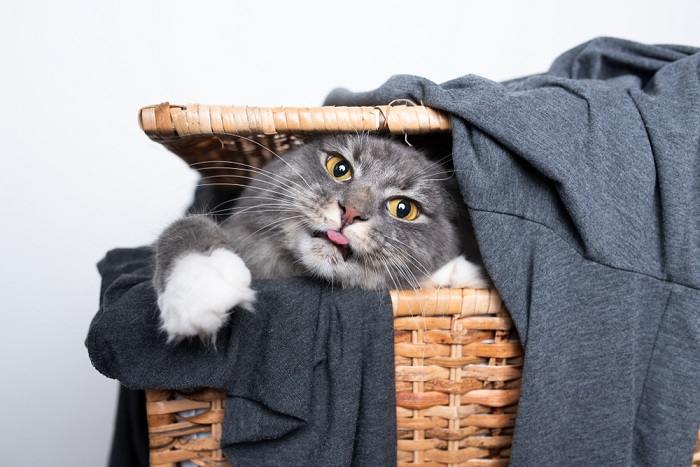 Adorable image d'un chat avec une expression « blep », la langue adorablement tirée, capturant un moment félin fantaisiste et charmant.