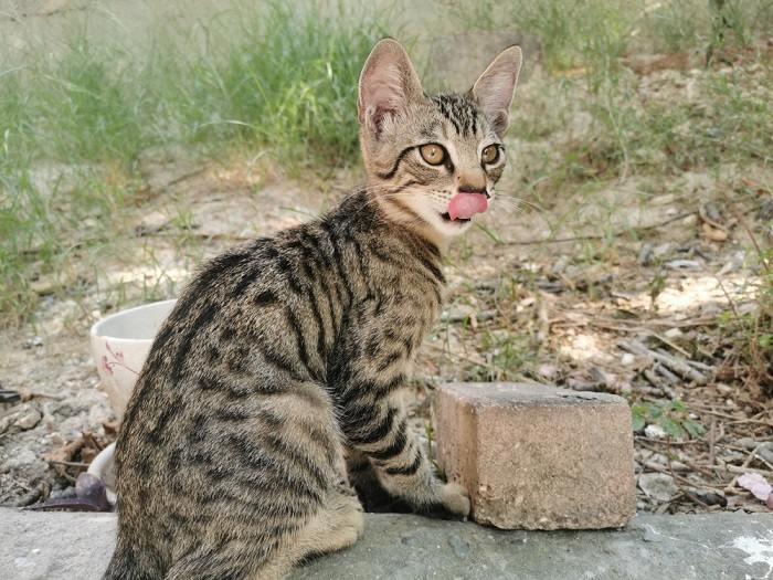 Image d'un chat dans une jolie pose « blep », avec sa langue tirée de manière ludique, mettant en valeur un moment délicieux et attachant.