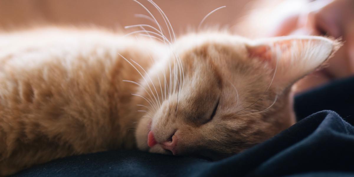 Charmante image d'un chat avec un « blep » (langue tirée) pendant son sommeil, ajoutant une touche de gentillesse et d'humour à son sommeil paisible.