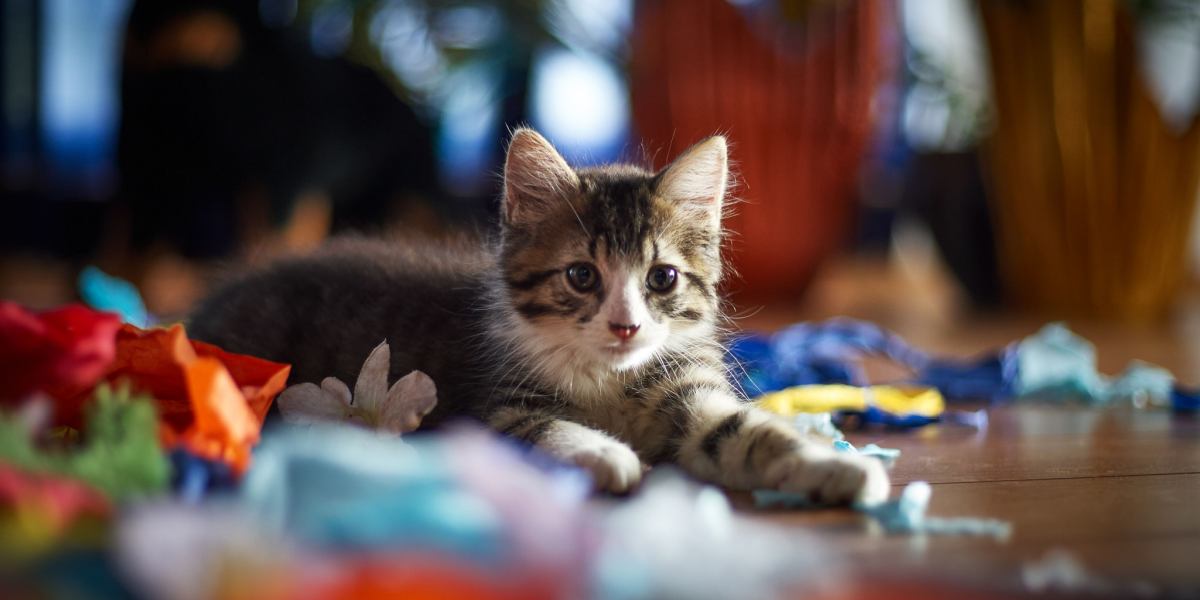 Une image capturée de manière créative mettant en vedette un chat interagissant de manière ludique avec du papier coloré, mettant en valeur la curiosité innée du félin et son penchant pour l'exploration des objets du quotidien.