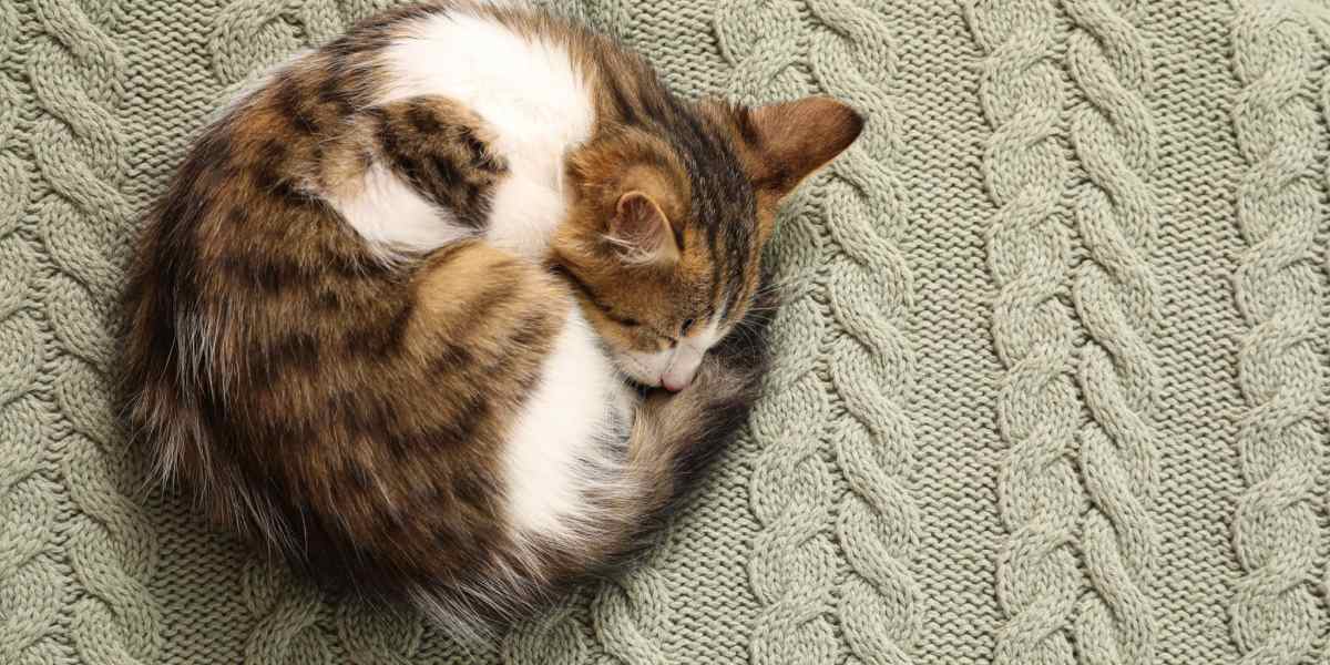 Image d'un chat recroquevillé en boule pendant son sommeil, symbolisant une position de sommeil confortable et sécurisée.