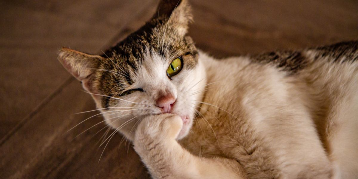 Chat qui mange ses griffes.