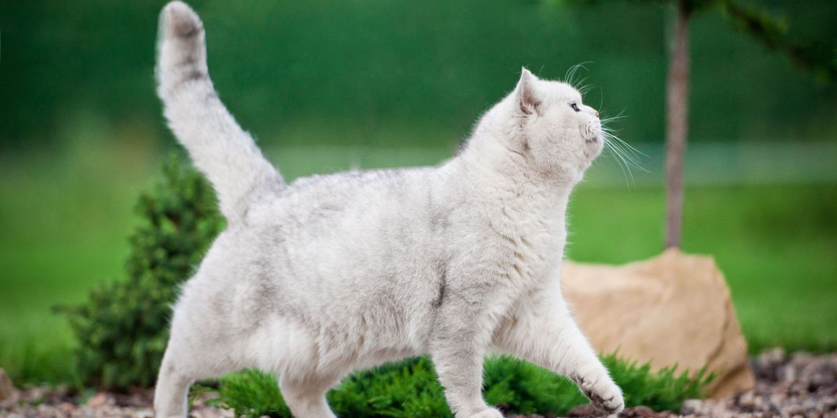 Recueil de moments comiques de chats capturés à différentes étapes de mésaventures ludiques, mettant en valeur leur nature charmante et attachante.