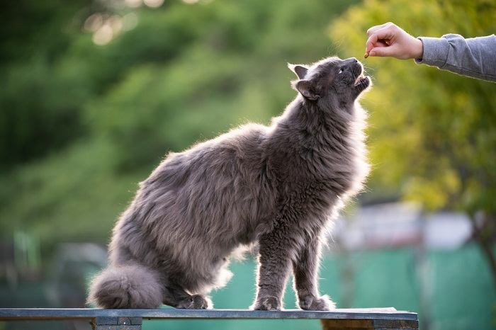 L'heure du repas d'un chat, mettant en valeur l'importance des repas nourrissants dans les soins félins.