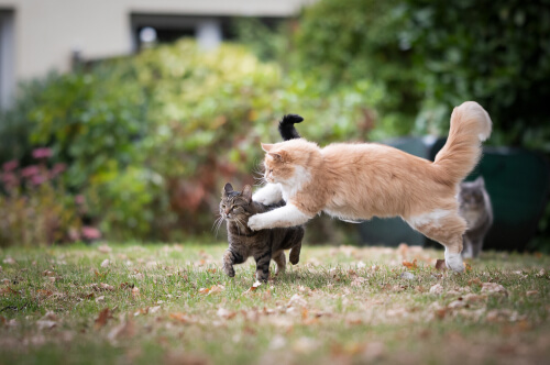 Une image intense représentant deux chats au milieu d’un combat, illustrant un moment d’agression potentielle et de conflit entre les individus félins.