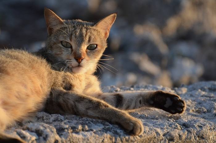 Chat concentré dans son élément, illustrant une attention et une curiosité intenses.