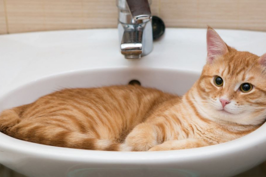Pourquoi mon chat me protège-t-il lorsque je vais aux toilettes ?
