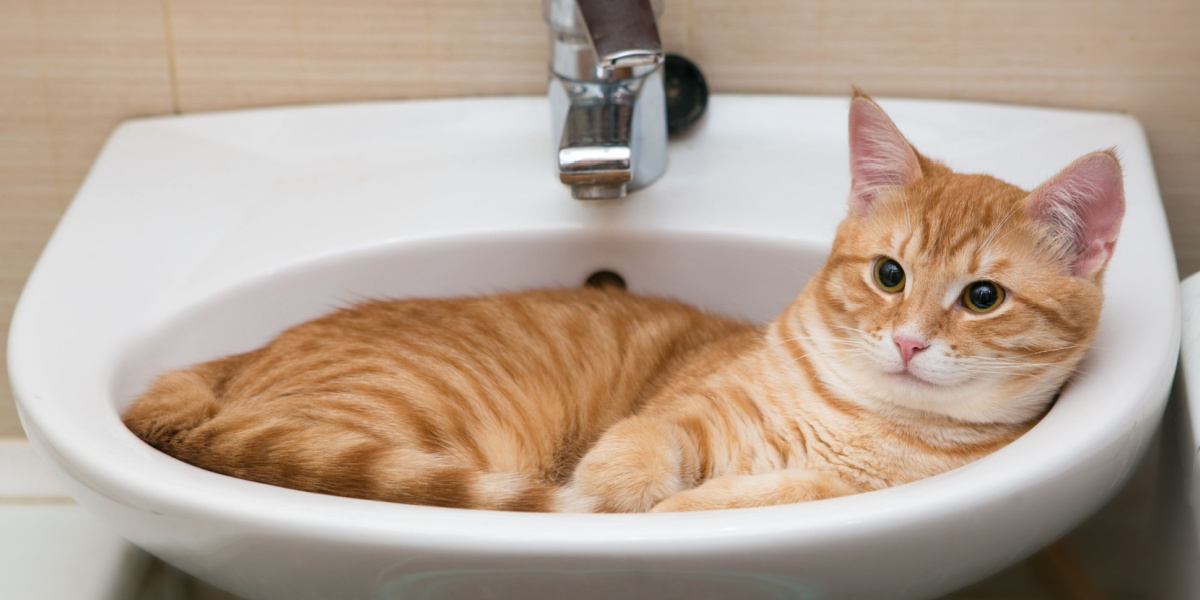 L'image représente un chat explorant l'environnement de la salle de bain, son attention étant dirigée vers les toilettes et le lavabo.