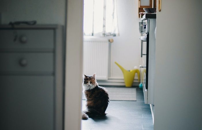 Une image représentant un chat dans une salle de bain, perché sur un comptoir près du lavabo. La posture et l'expression alerte du chat suggèrent son engagement envers l'environnement, soulignant sa nature curieuse et son exploration de l'environnement de la salle de bain.