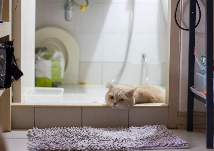 Un chat curieusement perché sur le lavabo de la salle de bain, captivé par son environnement et montrant sa tendance à trouver des endroits intéressants et non conventionnels à explorer.