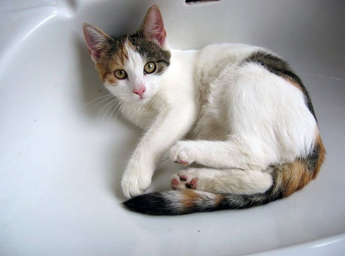 Chat curieux explorant la salle de bain, intrigué par le nouvel environnement et son environnement.