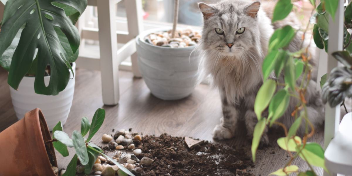 Chat joueur affichant sa nature curieuse en faisant tomber des objets d'une surface, affichant un mélange de malice et d'exploration.