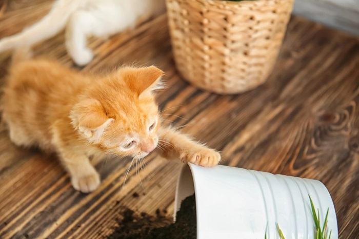 chaton assommoir plante d'intérieur