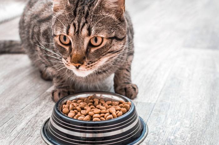 Chat observateur en train de manger.