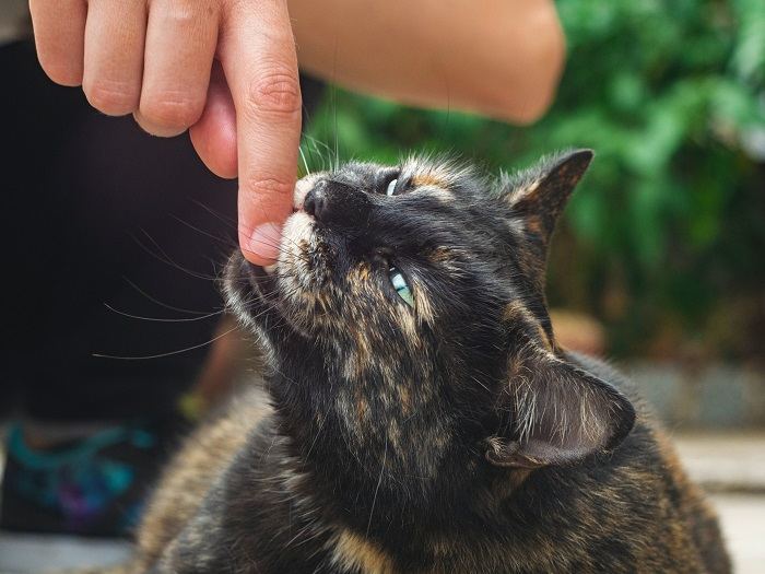 Un chat qui fait une morsure d'amour, un geste affectueux souvent observé dans les liens et les jeux félins.