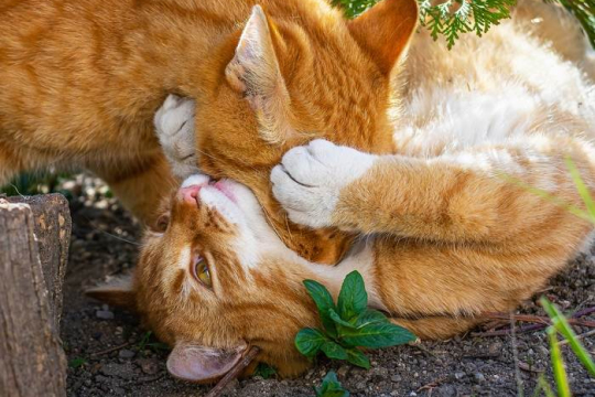 Pourquoi les chats se mordent-ils le cou ?