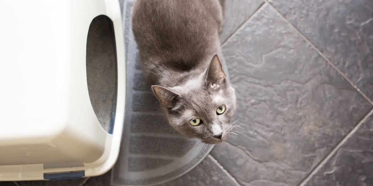 Un chat à côté d'un bac à litière, illustrant la proximité d'un chat avec sa zone de toilette désignée.