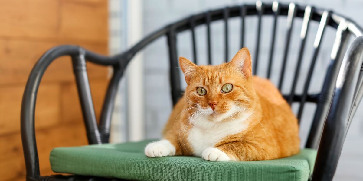 Chat perché sur une chaise.