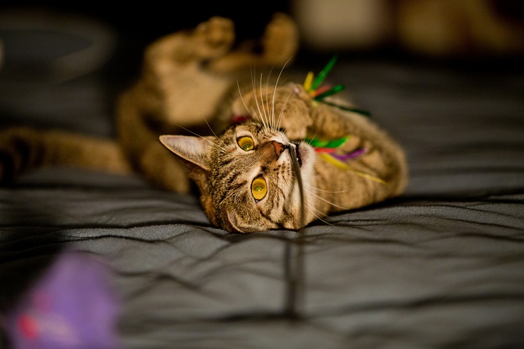 Chat joueur se livrant à des pitreries nocturnes, sautant et bondissant avec une énergie débordante sous le couvert de l'obscurité.