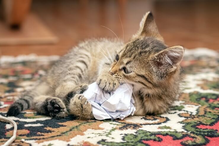 Un chat satisfait et engagé dans un jeu, frappant un morceau de papier froissé avec un plaisir évident, illustrant les plaisirs simples qui captivent la nature ludique d'un chat.