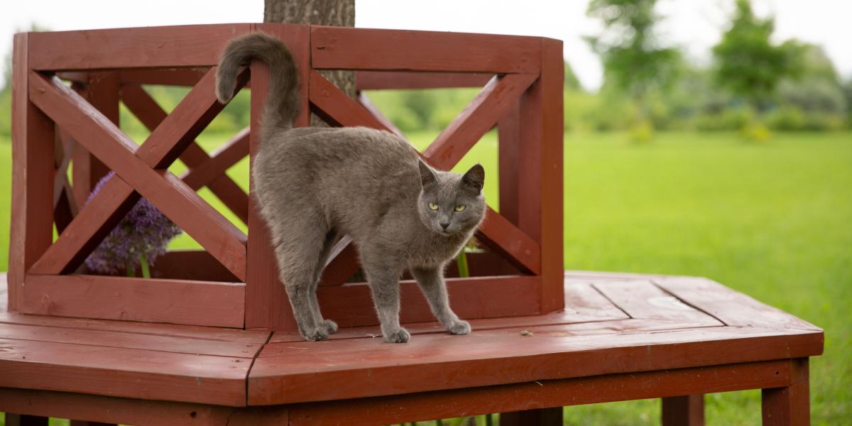 Chat présentant le comportement classique consistant à lever ses fesses, mettant en évidence leur communication à travers le langage corporel.