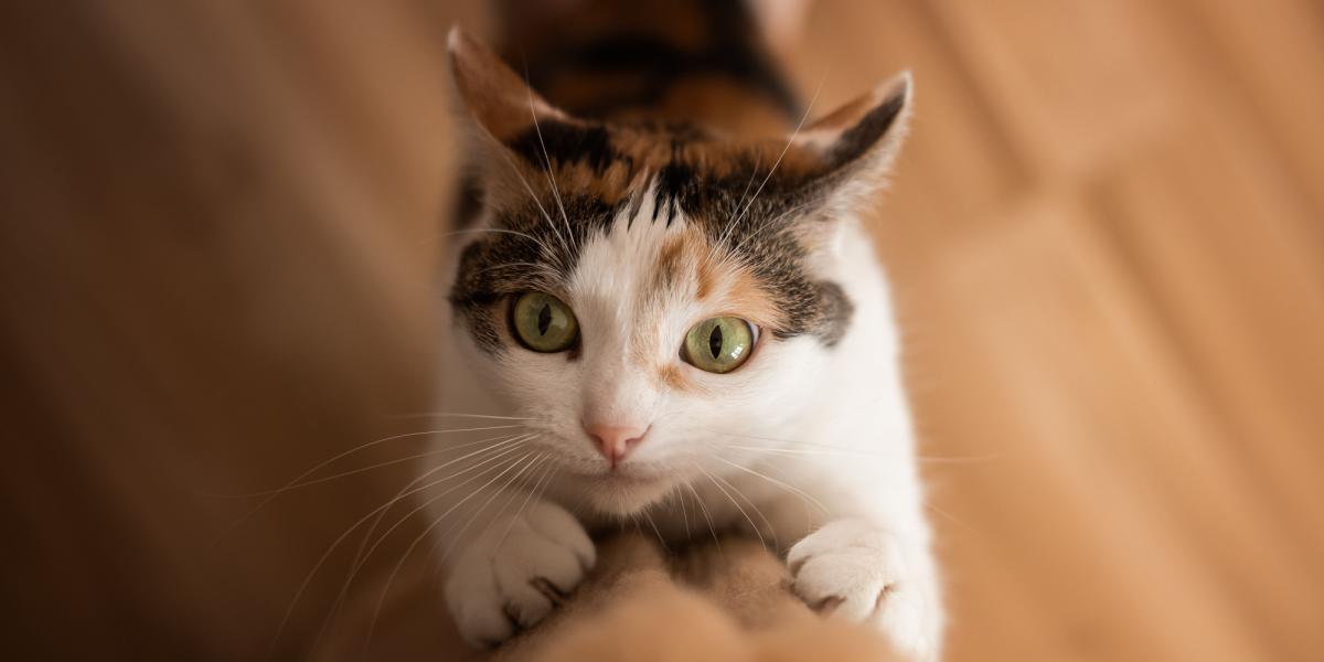 Image capturant un chat engagé dans un comportement de grattage, utilisant ses griffes pour maintenir son territoire et faire de l'exercice, tout en démontrant ses instincts félins naturels.