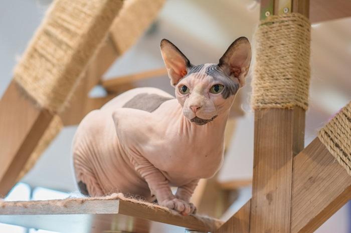 Image d'un chat assis sur un arbre à chat.