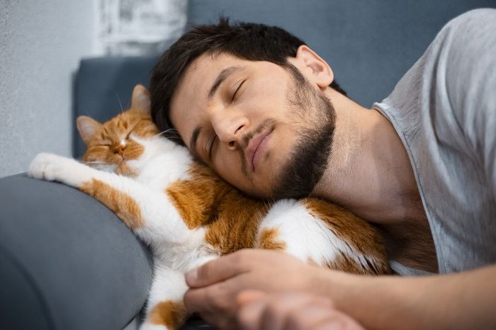 Un chat fait une sieste dans le confort.