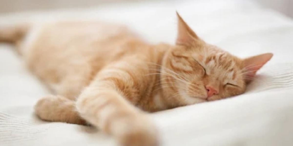 Un chat noir et blanc serein dans un sommeil profond, confortablement niché dans un endroit douillet, démontrant la quintessence de la relaxation féline.