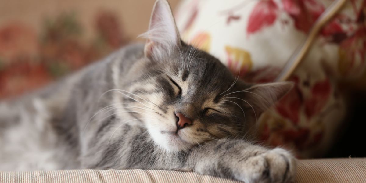 Image d'un chat paisiblement endormi, capturant un moment de sérénité et de confort dans son sommeil.