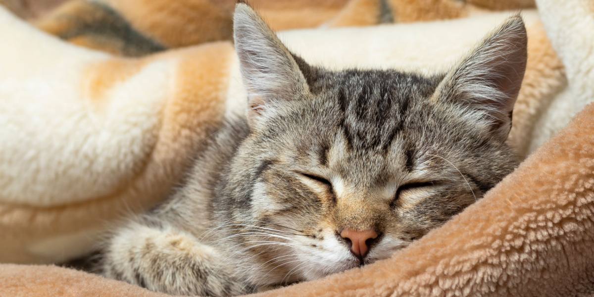 Un chat confortablement blotti et endormi dans une couverture, mettant en valeur le confort et la convivialité du lieu de repos choisi par un félin.