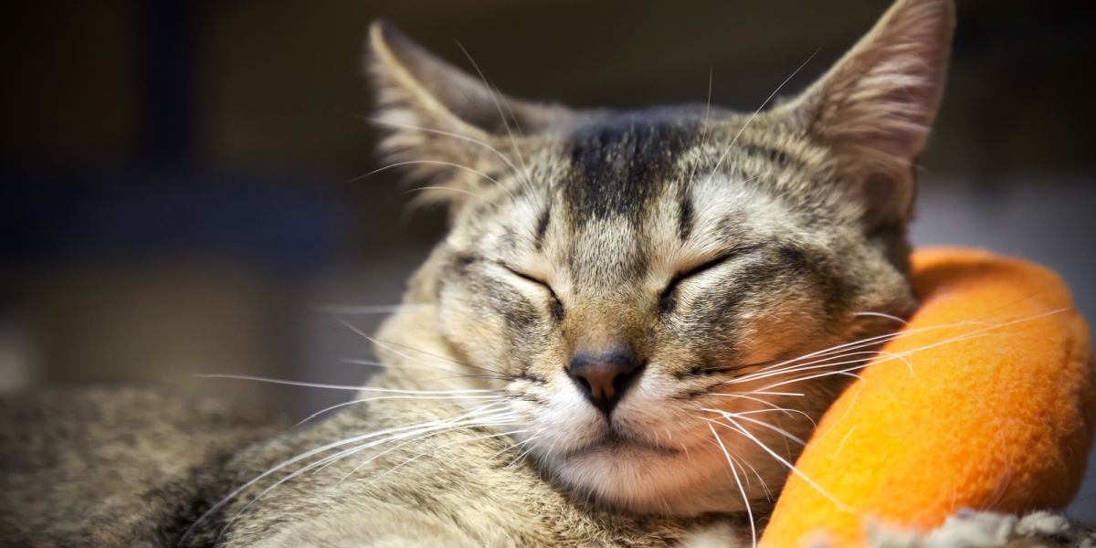 Image en gros plan présentant les moustaches d'un chat, soulignant leur sensibilité et leur rôle dans la détection des changements dans l'environnement