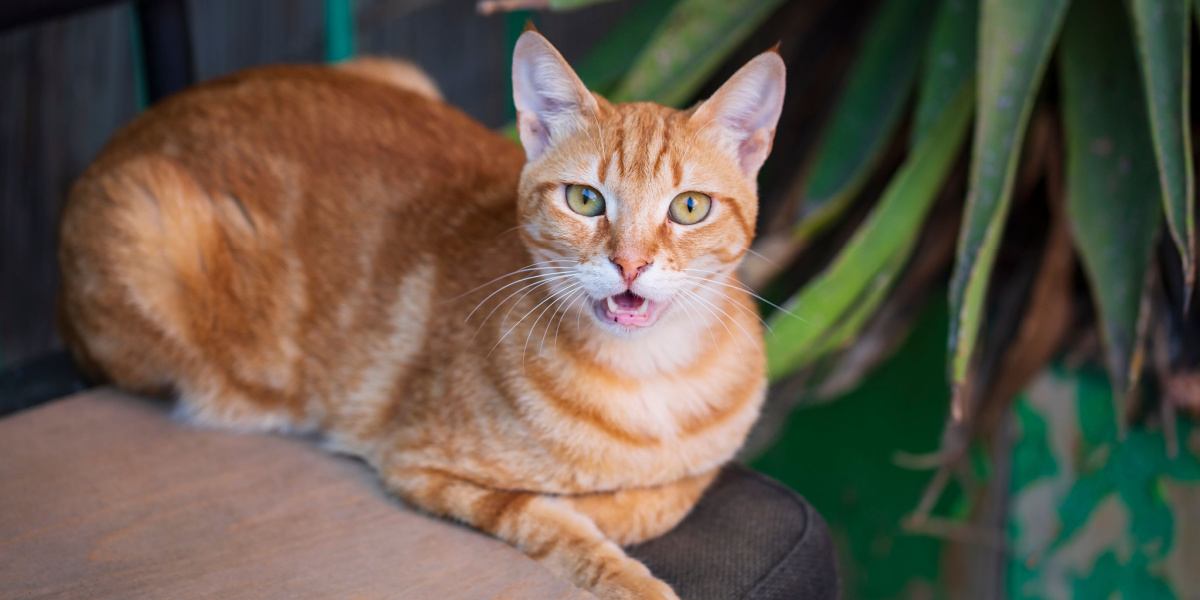 Chat orange avec une expression enjouée et une fourrure duveteuse, assis sur une chaise et se caressant le nez, indiquant peut-être une réaction allergique.