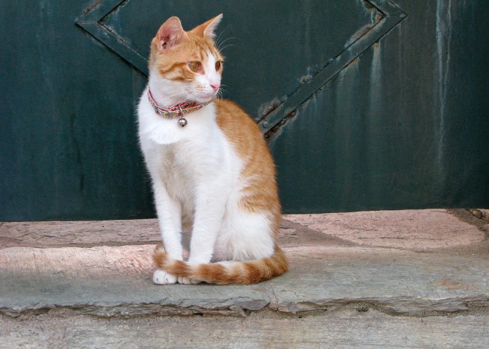 chat assis avec un collier à clochettes