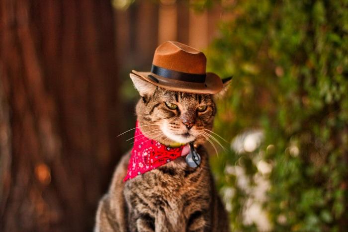 Chat portant un chapeau dans une image compressée, ajoutant une touche d'humour et de style à son apparence