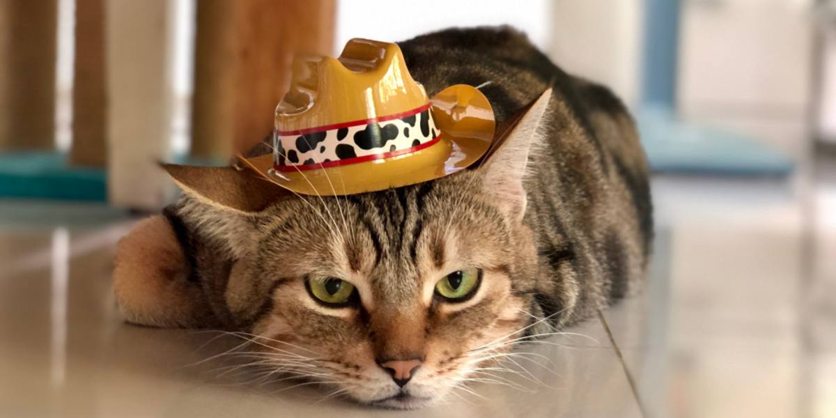 Chat de cow-boy dans une image compressée, incarnant un esprit ludique et amusant