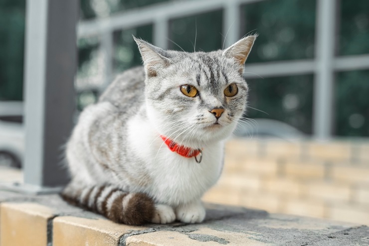 Chat Américain attachant, rayonnant de gentillesse et de charme.