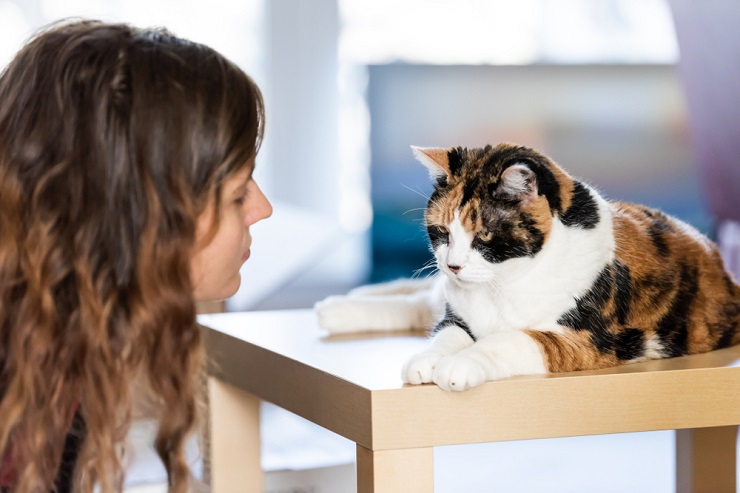 Un chat assis à côté d'une horloge, soulignant l'importance de passer du temps avec votre compagnon félin.