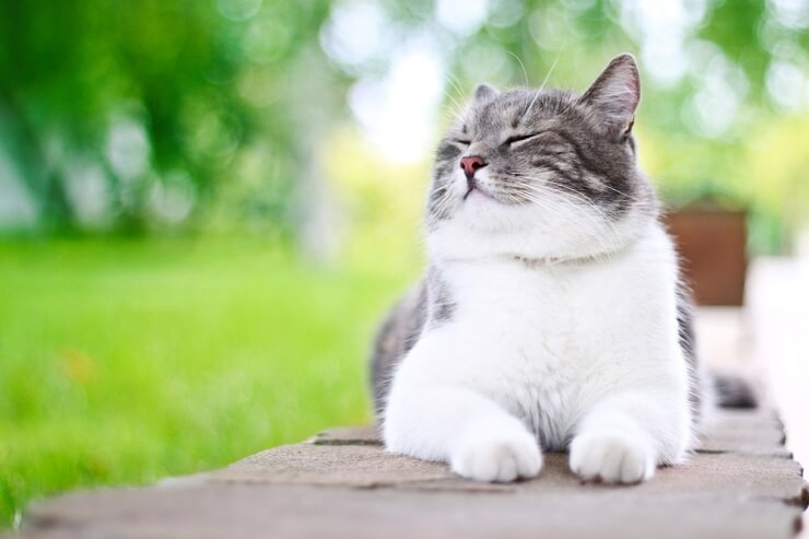 Un chat coréen joyeux avec une expression satisfaite, rayonnant de bonheur et de détente.