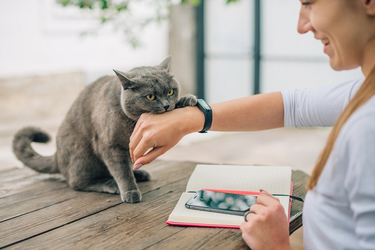 Une image illustrant comment prévenir ou arrêter les morsures d'amour des chats, offrant des conseils pour maintenir des interactions félines sûres et agréables.